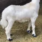 خروف زبده