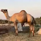 البيع فحل سلاله فاخره