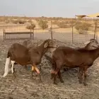 غنم سواكن حمري