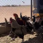 3 ديكك و 12 دجاجه اعمارهن سنتين شرط صحه واتس