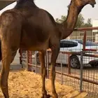 قعود حق يلقي