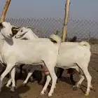 معزاء بيشيات صنف