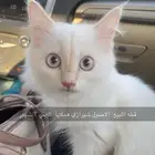 قطط للبيع العمر 4 شهور