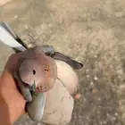 مطلوب حمام اذ