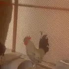 دجاج