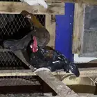 ديك بلدي خالي من الامراض عشرة حبات