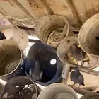 للبيع افراخ حمام زاجل العدد6حبات