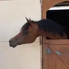 فحل واهو جمال