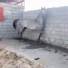 فرس شعبية كفور تنافس الواهو