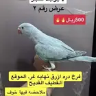 حبتين دره ازرق عرض الحبه 500