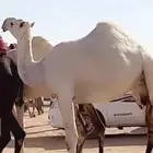 بكار وضح رمانيات ضرايب وحده ثنيه وحده جذعه