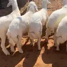 العدد 8 فيه 2 رخال طرف وشحم وشعره