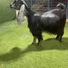 عنز عارضية صنف نادر خصم الخصم تم البيع