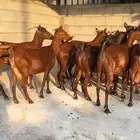 معزا دهم عدد 10 ( تم البيع )