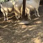 خرفان