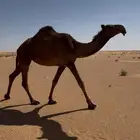 بكره شعلا