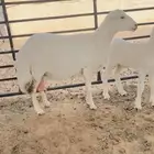 للبيع رفيدية كفو