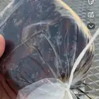 كنيز سكريه حمراء