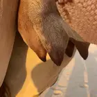 خلفه هجن طيبه وهديه وتحتها بكره فحل منتج