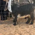 جفرة عارضية صنف نادر خصممم