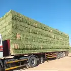 برسيم صافي