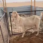 ماعز