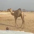 للبيع قعود