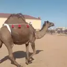 ناقه ساحليه مصعد اللي يبيها رضاعة