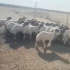 للبيع جذعات