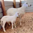 رخل جذعه متبع بخروف .