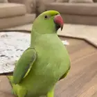 دره اليف اليف مره مره مايعرف عض متعود على راعيه