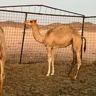 بكره هجن للبيع