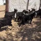 تيوس وعنقان