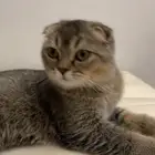 قط سكوتش تربل فولد ذكر