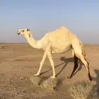 ضريبه عليانيه