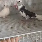 جوز كروان مع فرخين هولندي والبينو