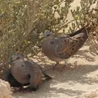 ق.مري نزل للمحميات