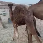 بكره