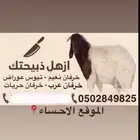 خرفان للبيع يوجد لدينا خرفان سليمه وشرط