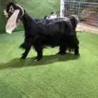 عنز عارضية صنف معها توم صنف خصمم