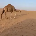 الموقع شمال ساجر