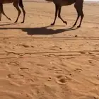 بكره