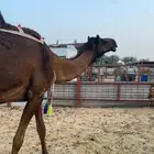 خلفه اميت