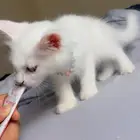 قطة صغيرة لتبني من ام هملايا
