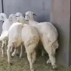 طليان