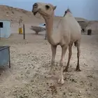 بكره مفروده كفو