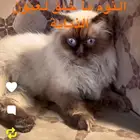 قط الهملايا