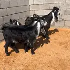 جفرات عوارض بفحلها صنف نادر خصم