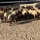 غنم مراح