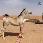 مهر واهو